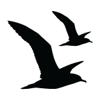 Gabbiano icon
